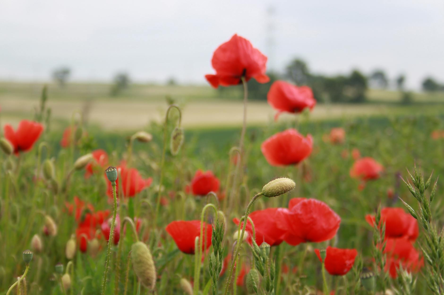 Piękne, kwitnące drzewo kasztanowca w parku miejskim w Redzie, z widocznymi białymi kwiatostanami.